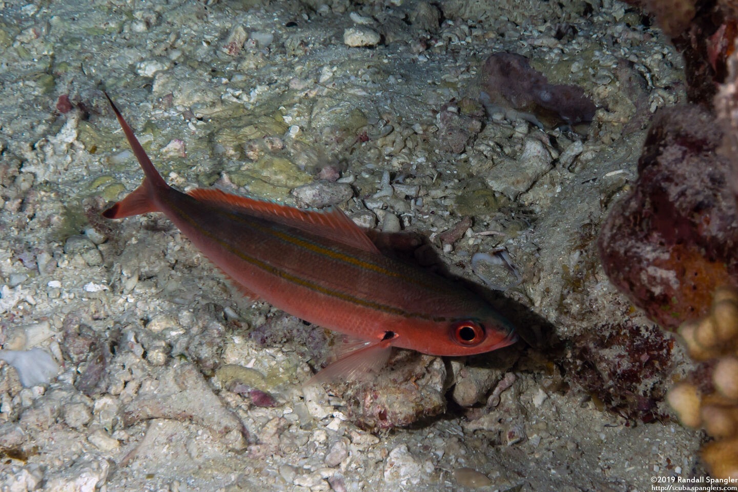 Pterocaesio digramma (Double-Lined Fusilier)