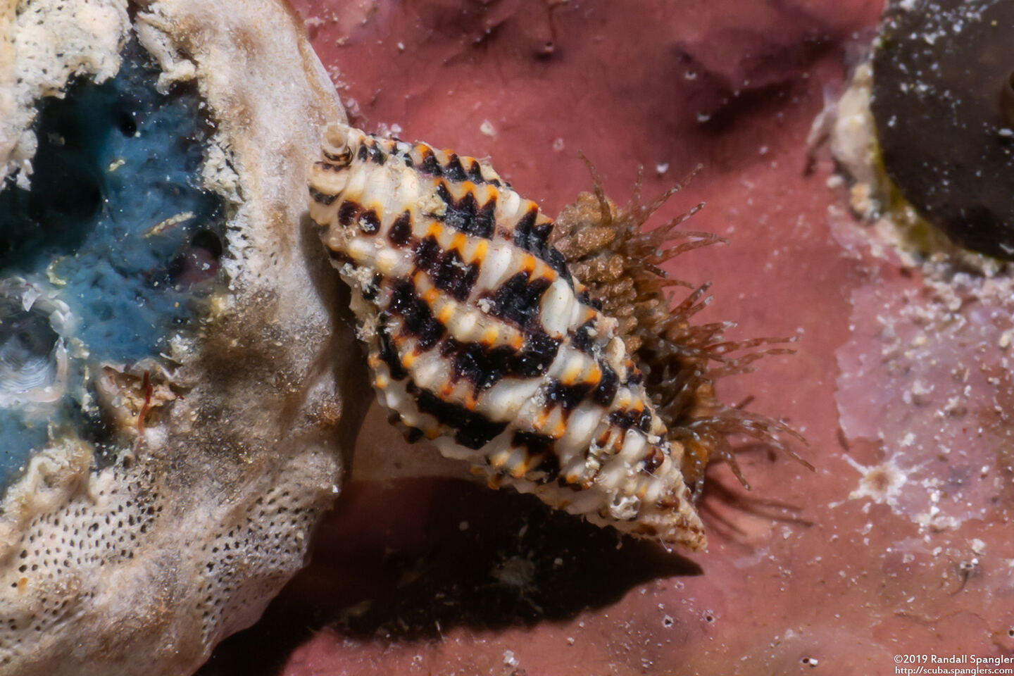 Vexillum discolorium (Sundry Coloured Mitre)