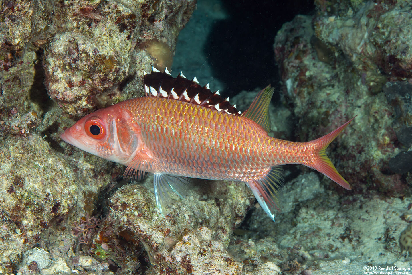 Neoniphon opercularis (Blackfin Squirrelfish)
