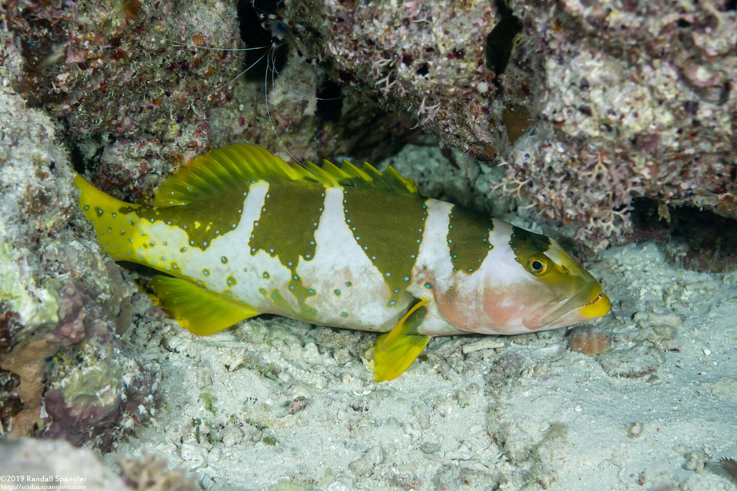 Plectropomus laevis (Blacksaddle Coral Grouper)