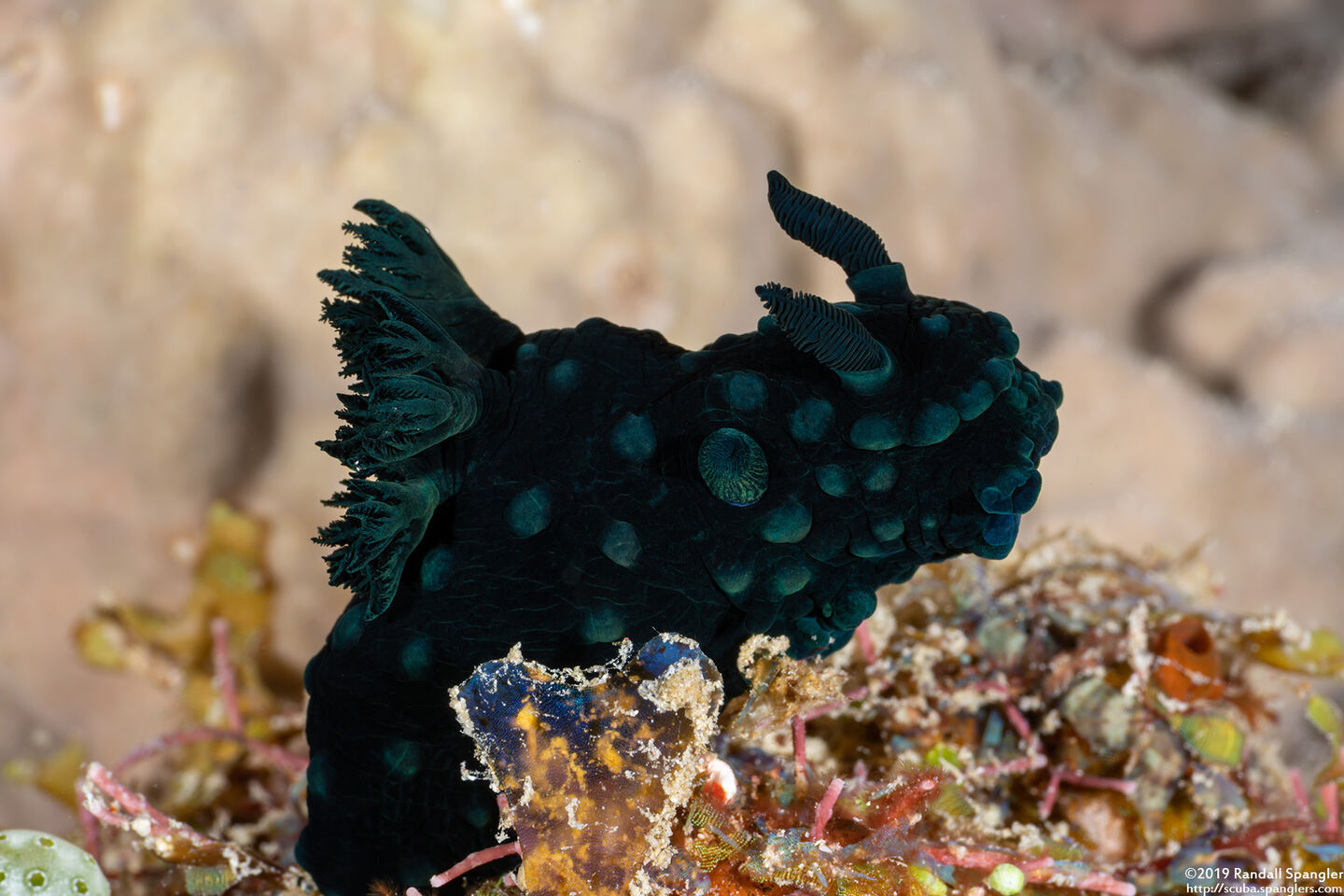 Nembrotha cristata (Crested Nembrotha)