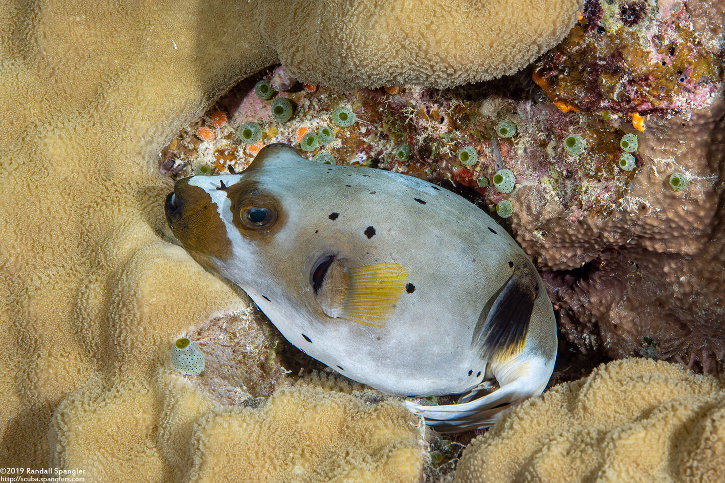 Arothron nigropunctatus (Blackspotted Puffer)