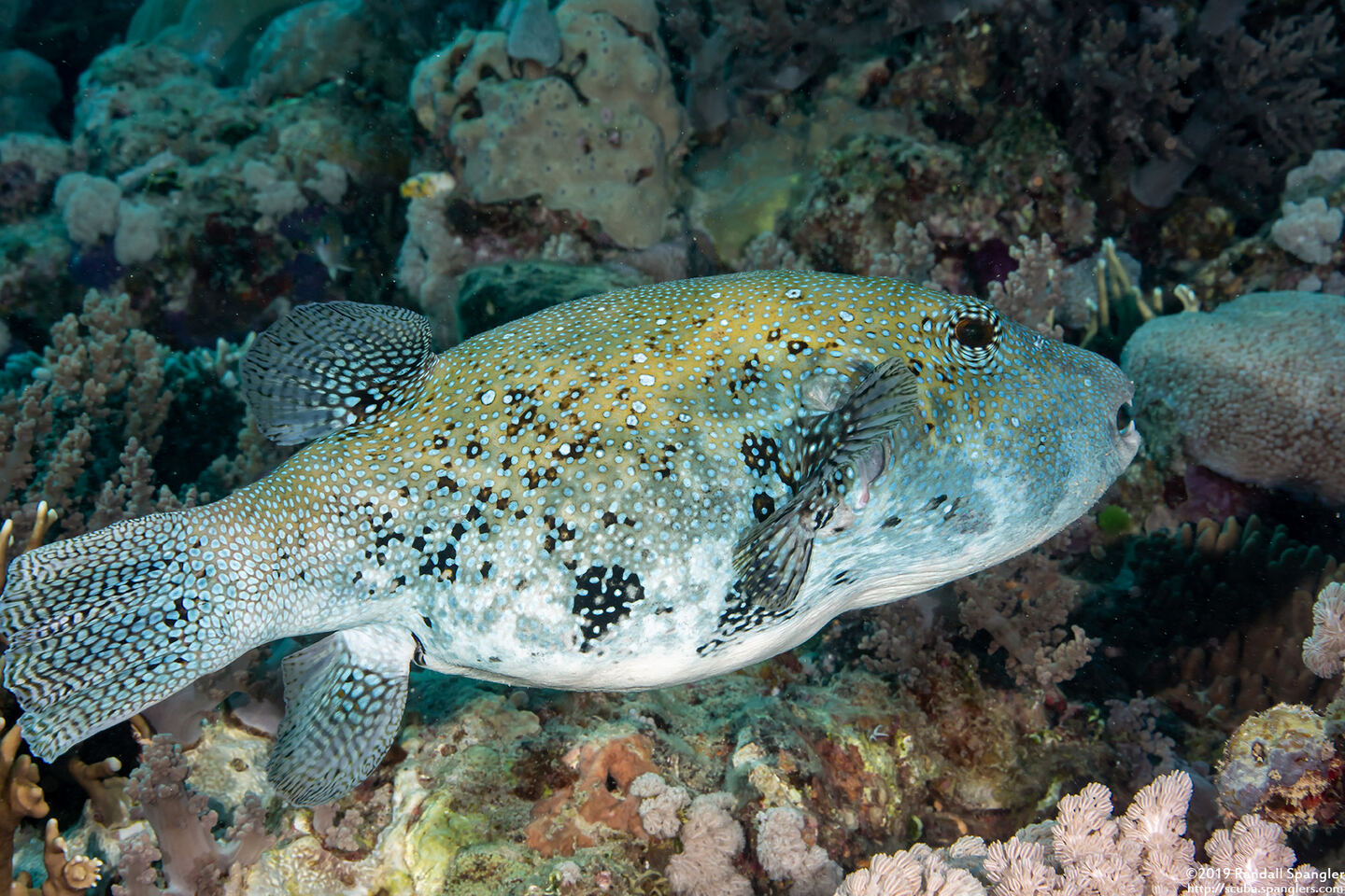 Arothron caeruleopunctatus (Blue-Spotted Puffer)
