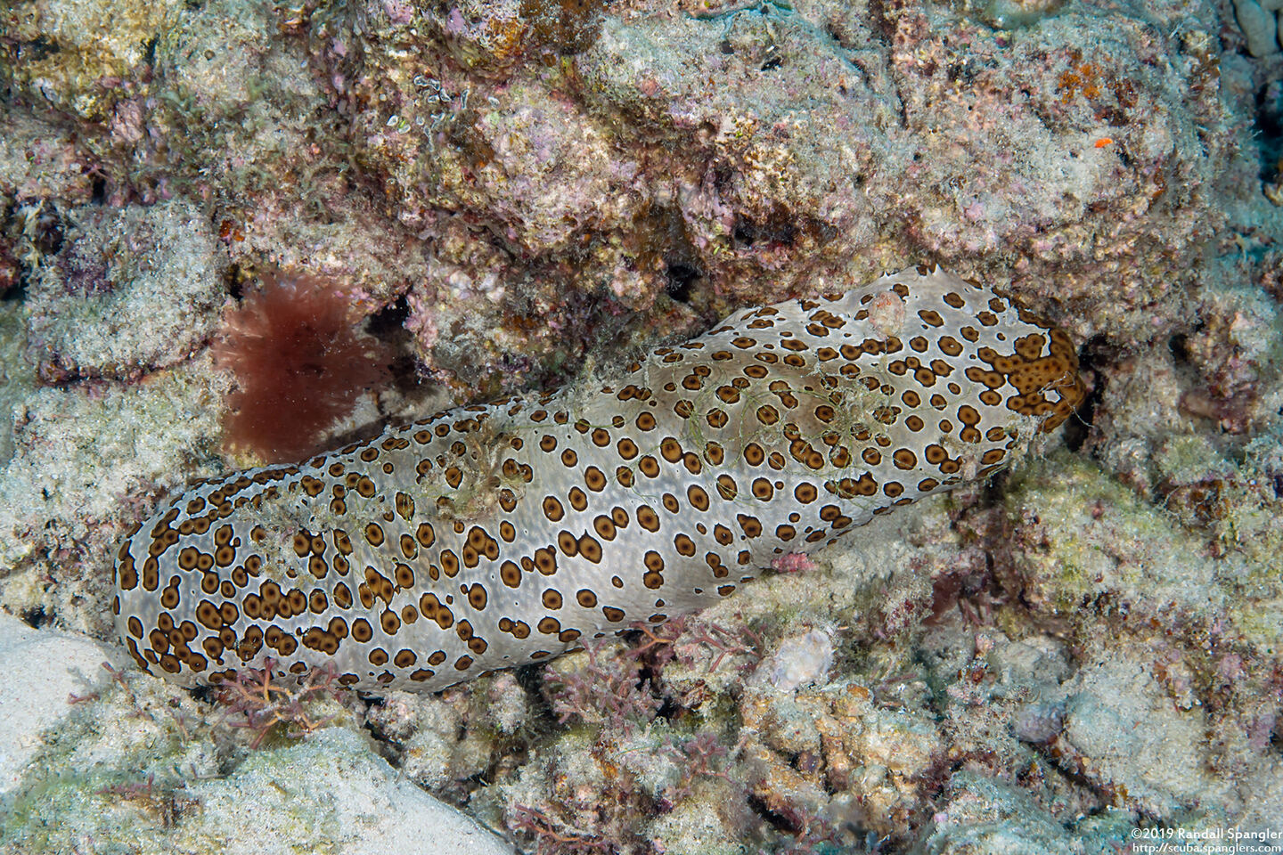 Bohadschia argus (Argus Sea Cucumber)