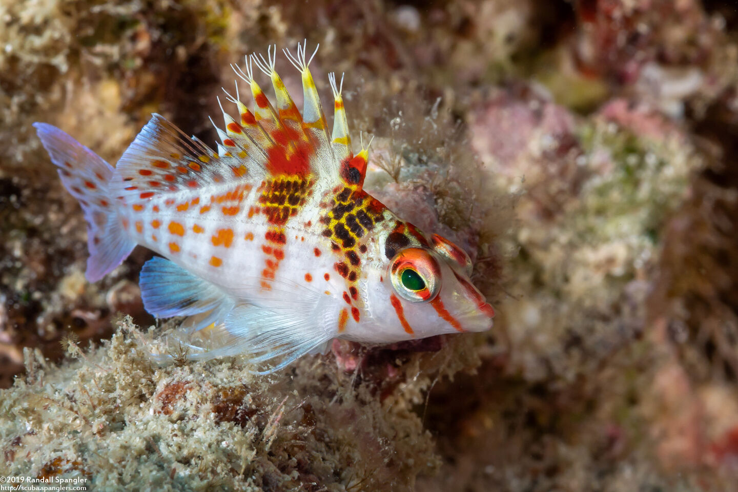 Cirrhitichthys falco (Dwarf Hawkfish)