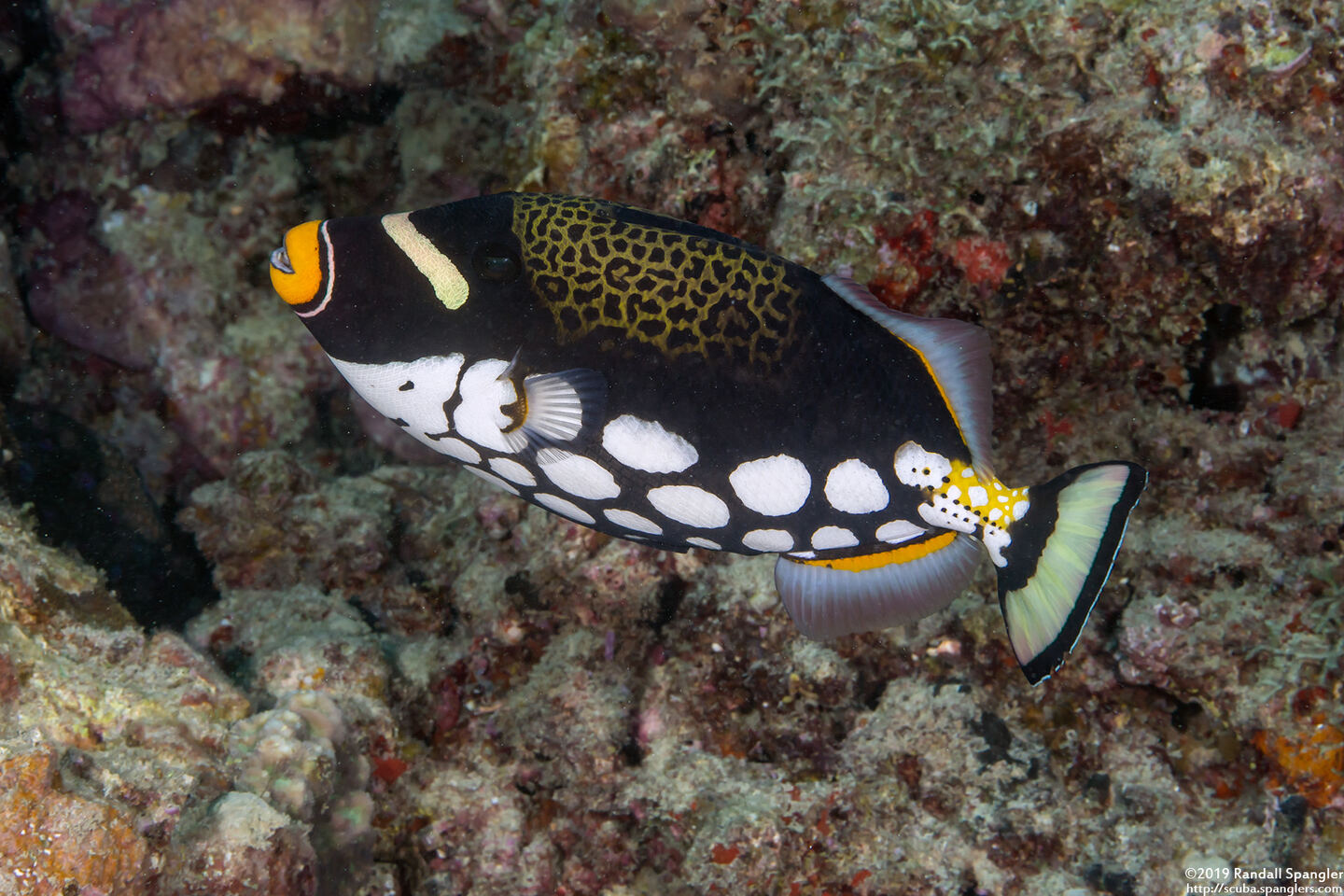 Balistoides conspicillum (Clown Triggerfish)
