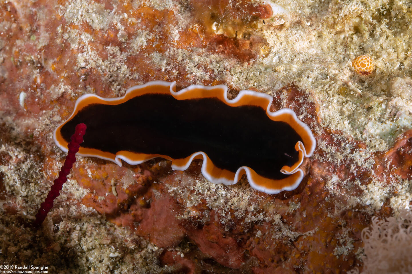 Pseudobiceros hancockanus (Hancock's Flatworm)