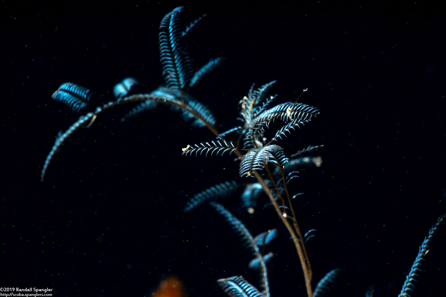 Macrorhynchia philippina (Philippine Hydroid)