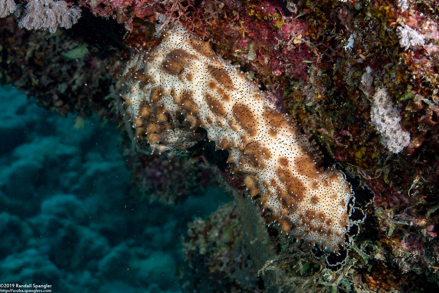Pearsonothuria graeffei (Blackspotted Sea Cucumber)