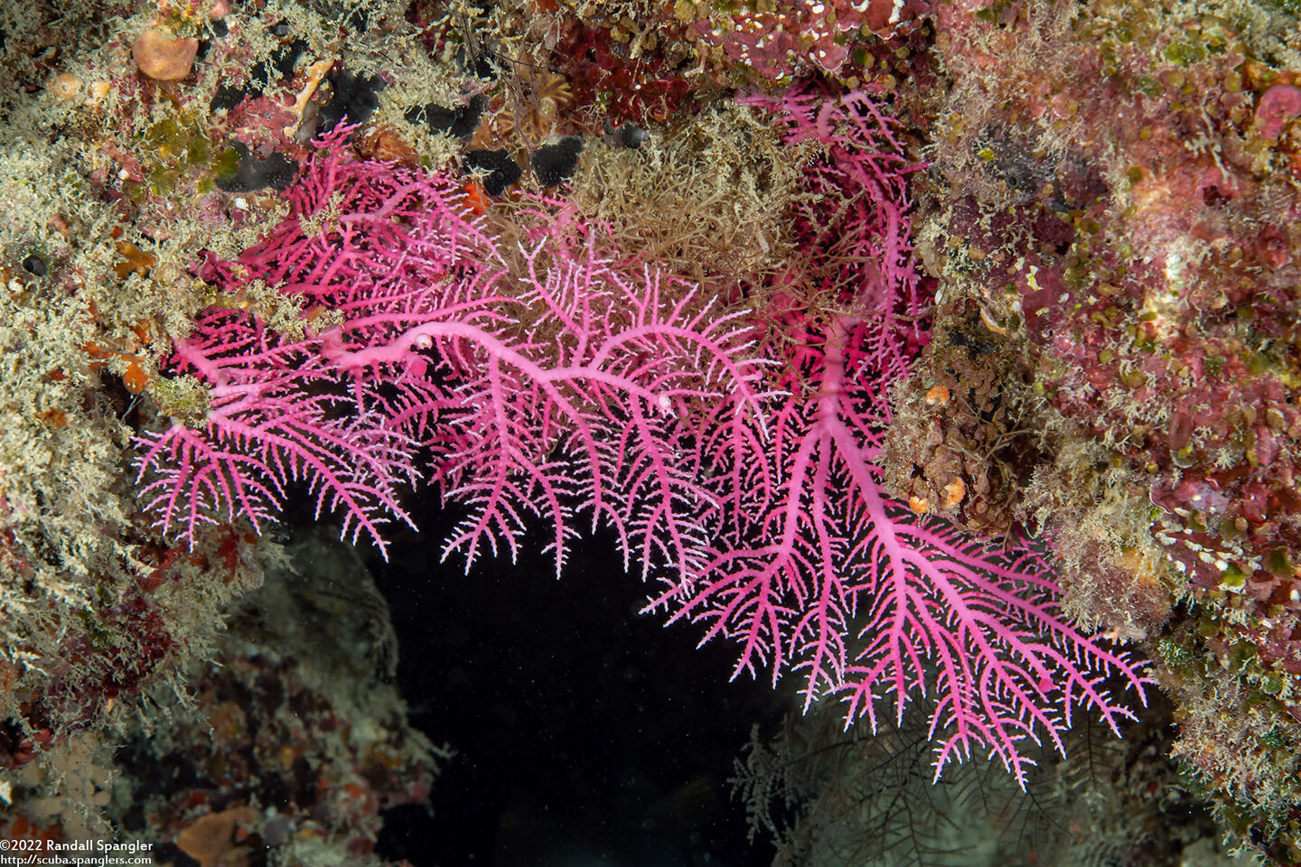 Stylaster gracilis (Pink Lace Coral)