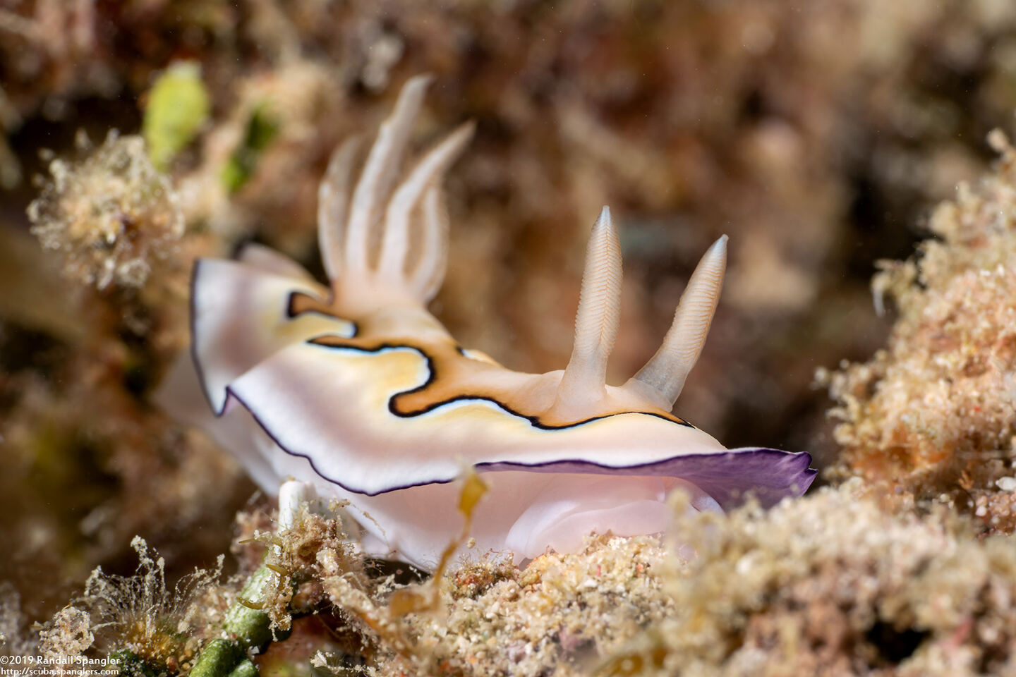 Goniobranchus coi (Co's Chromodoris)