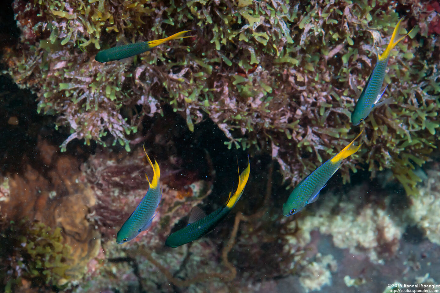 Neopomacentrus azysron (Yellowtail Demoiselle)