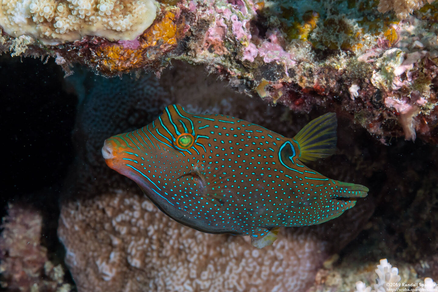 Canthigaster papua (Papuan Toby)