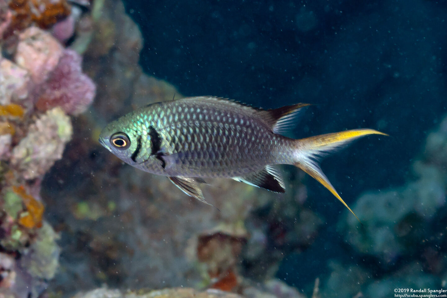 Chromis xanthura (Paletail Chromis)