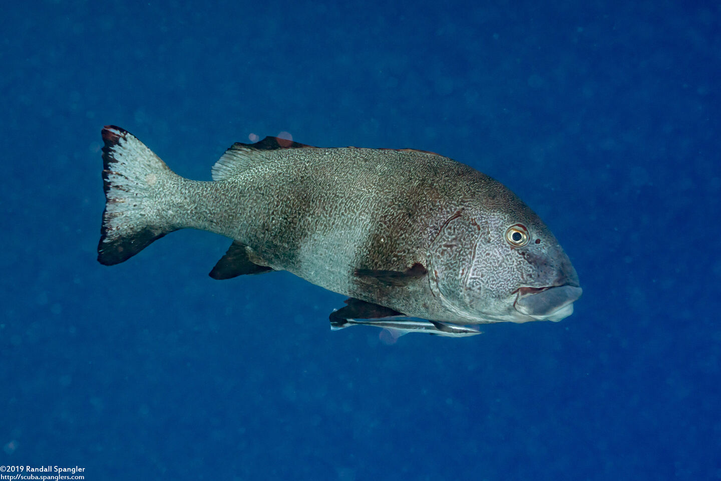 Plectorhinchus albovittatus (Giant Sweetlips)