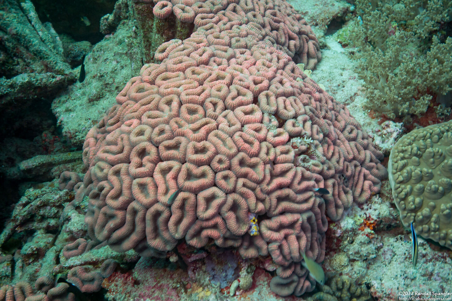 Lobophyllia hemprichii (Lobed Brain Coral)