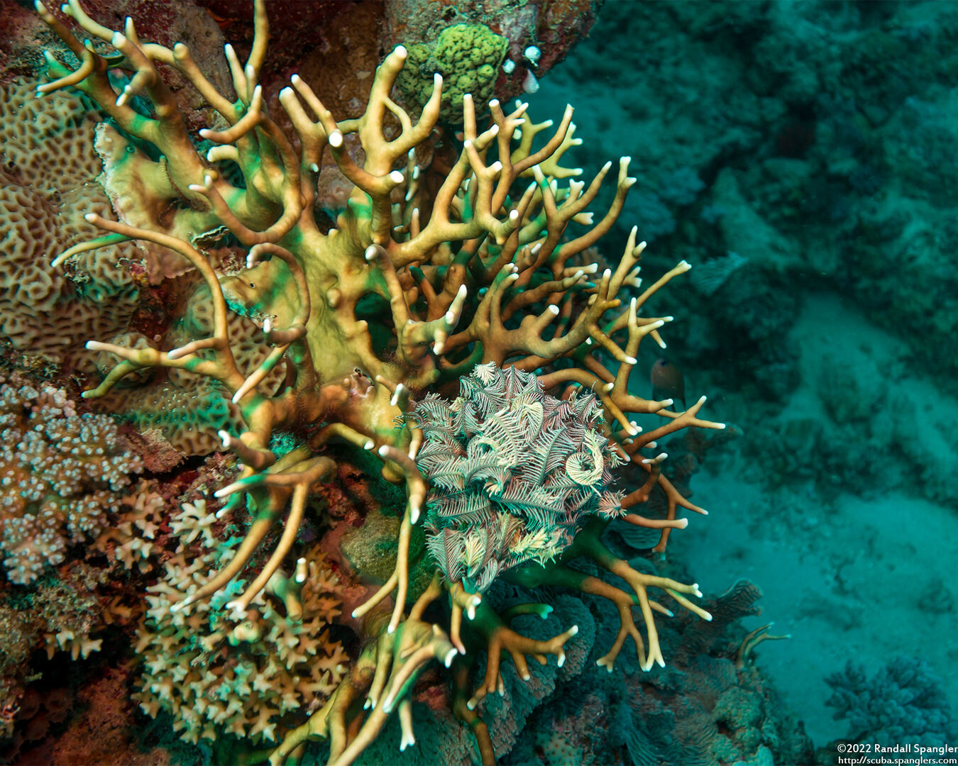 Millepora sp.1 (Encrusting Fire Coral)