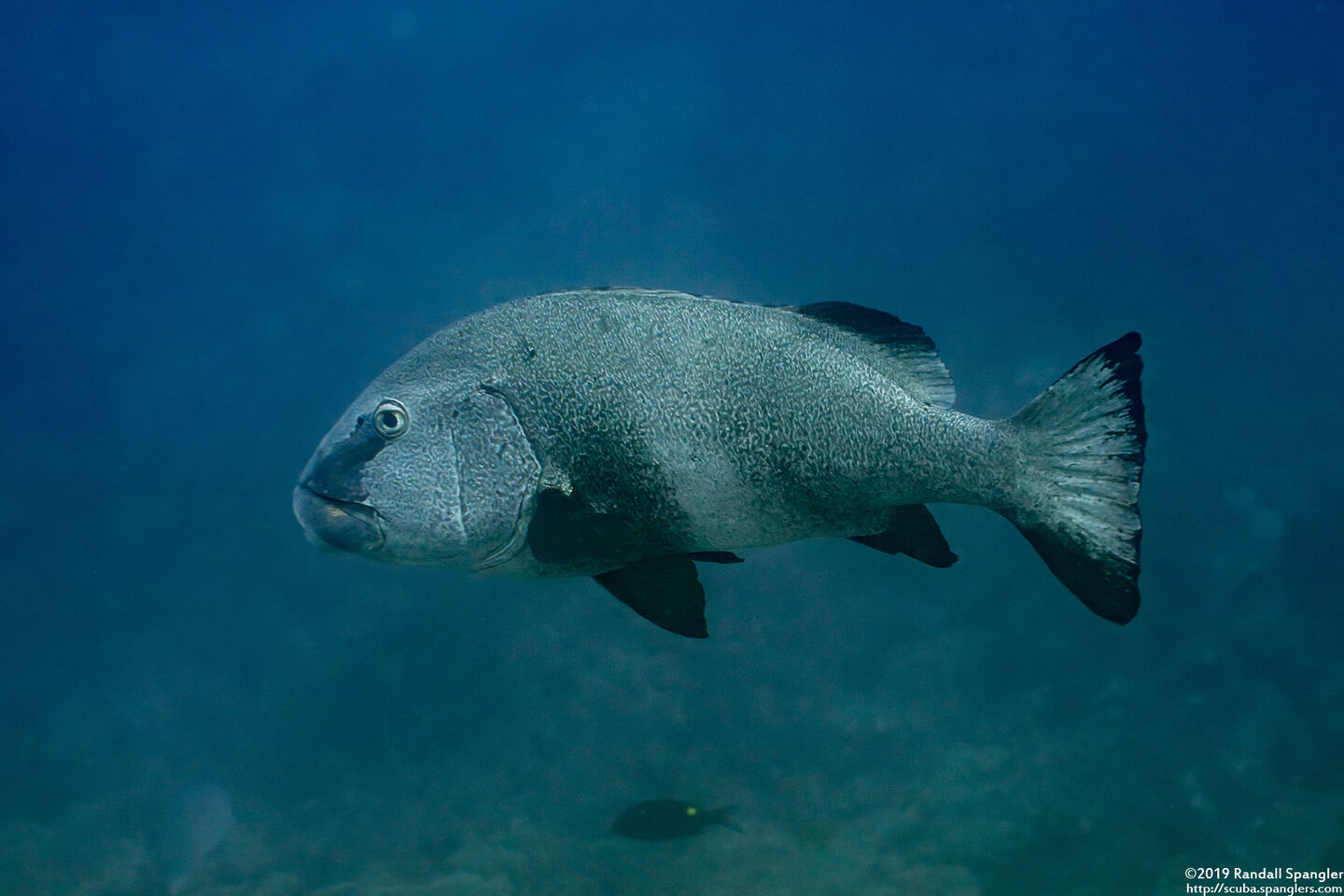 Plectorhinchus albovittatus (Giant Sweetlips)