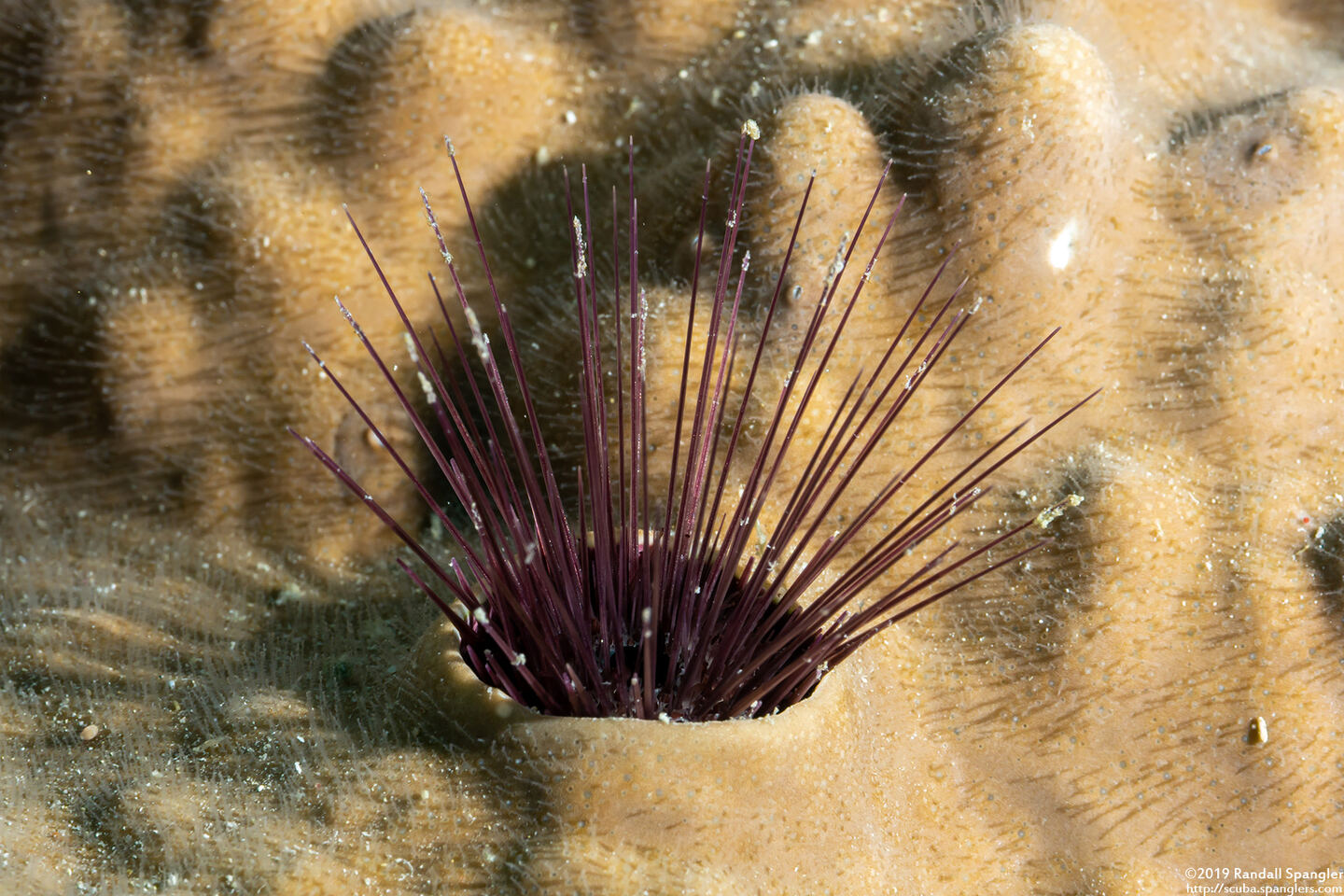 Echinostrephus aciculatus (Needle-Spined Urchin)