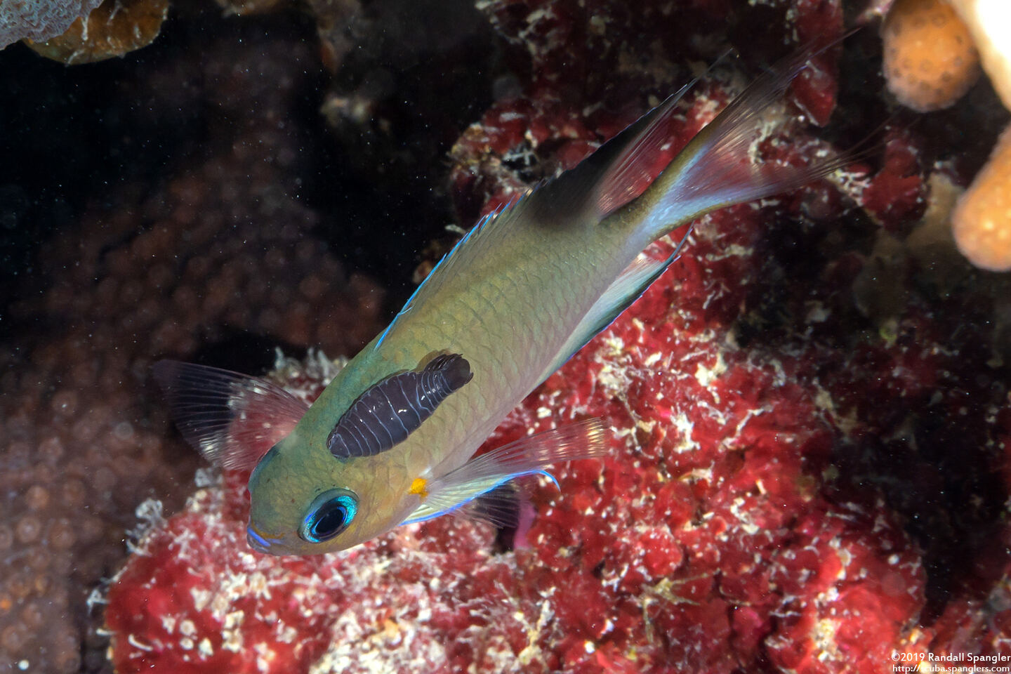 Anilocra sp.1 (Parasitic Isopod); With a parasitic copepod