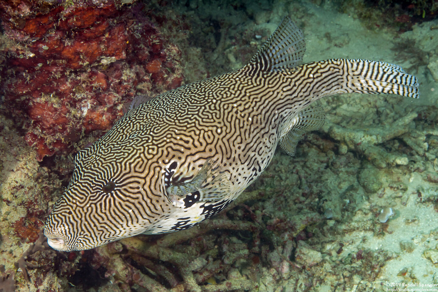 Arothron mappa (Map Puffer)