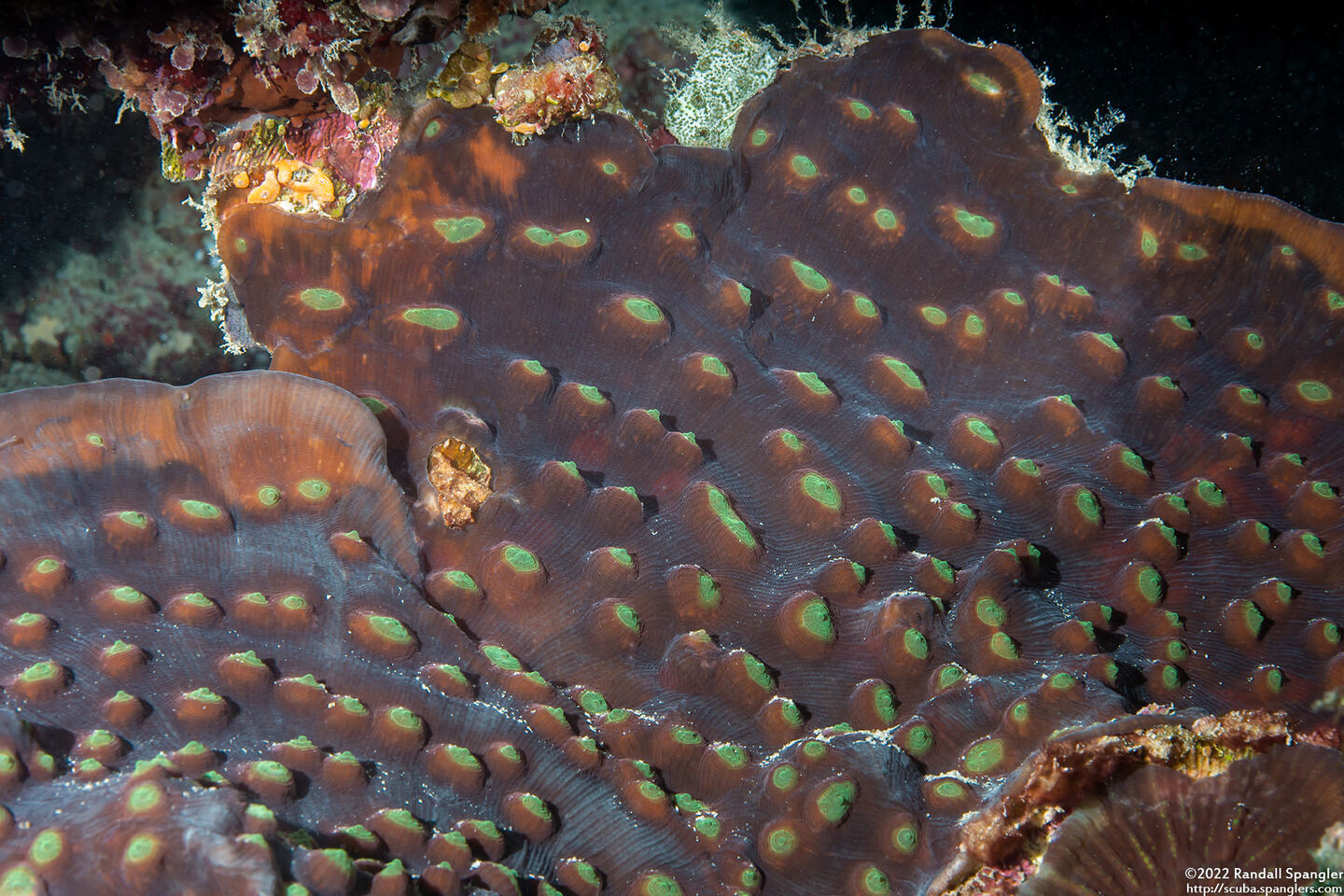 Mycedium elephantotus (Green Eyed Cup Coral)