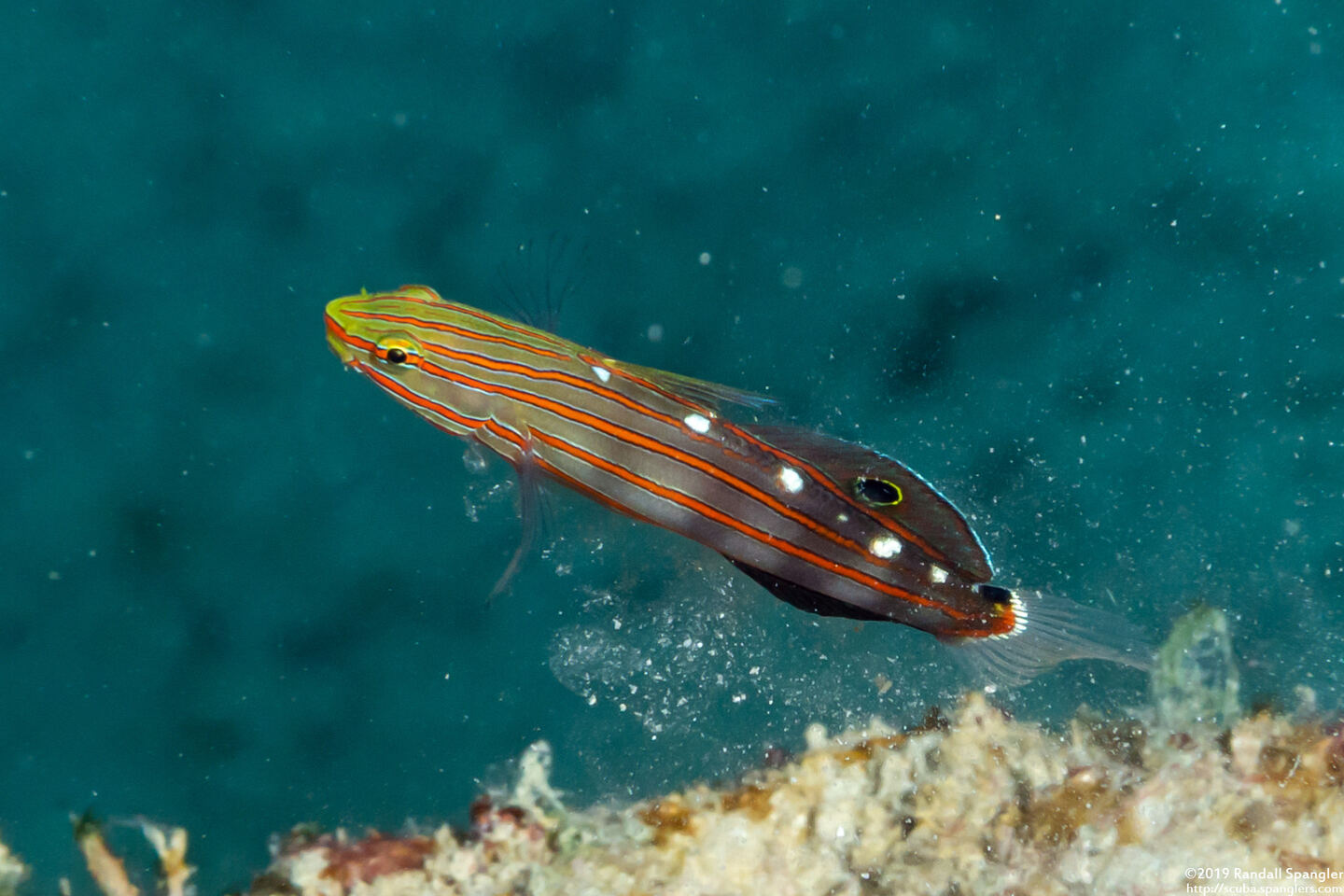 Koumansetta rainfordi (Old Glory)