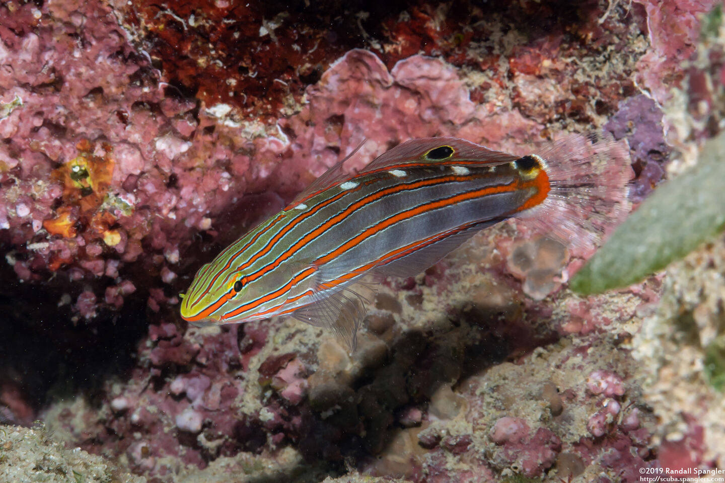 Koumansetta rainfordi (Old Glory)