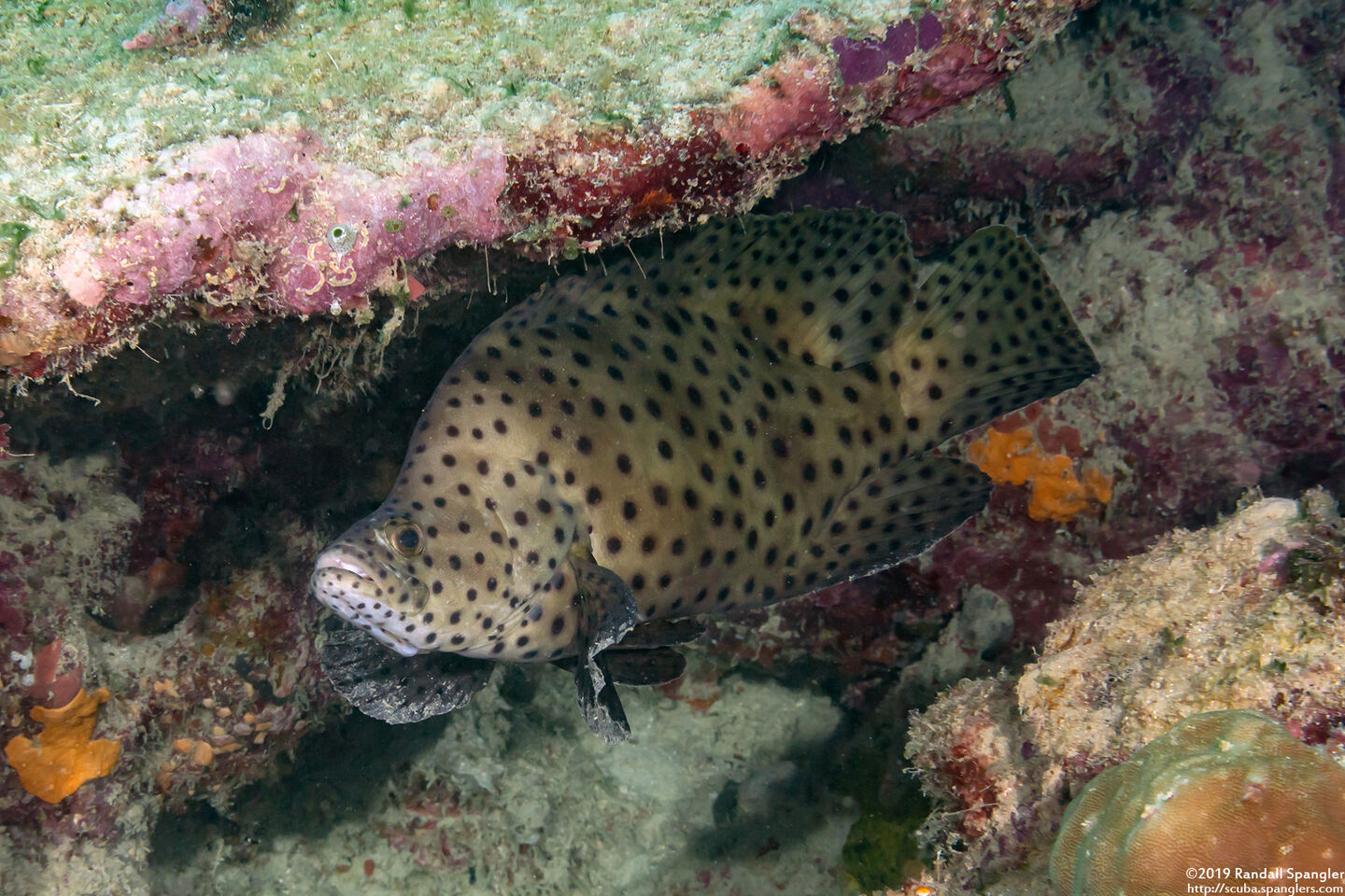 Cromileptes altivelis (Barramundi)