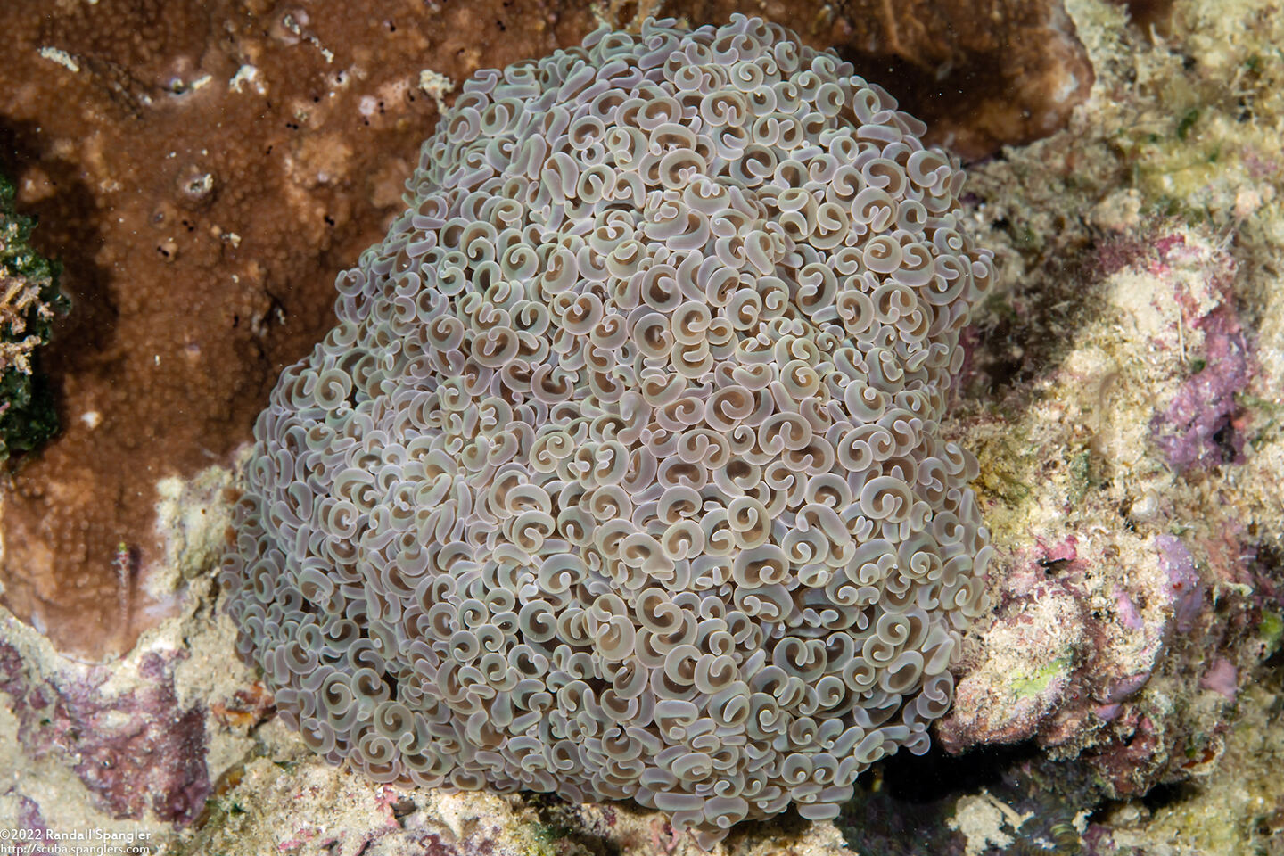 Fimbriaphyllia ancora (Anchor Coral)