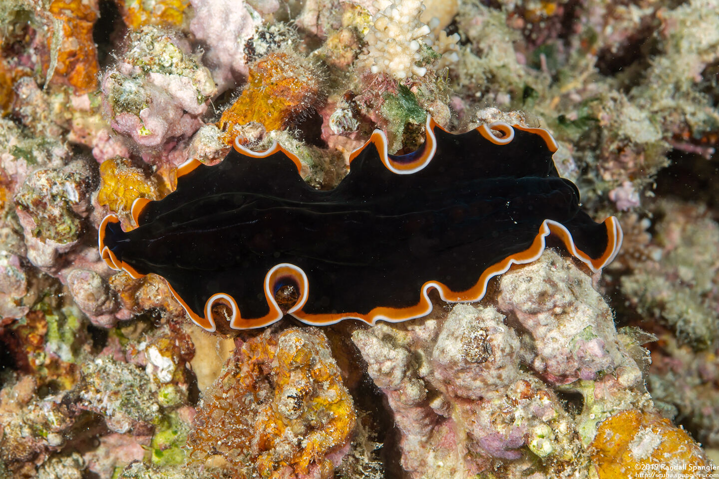 Pseudobiceros hancockanus (Hancock's Flatworm)