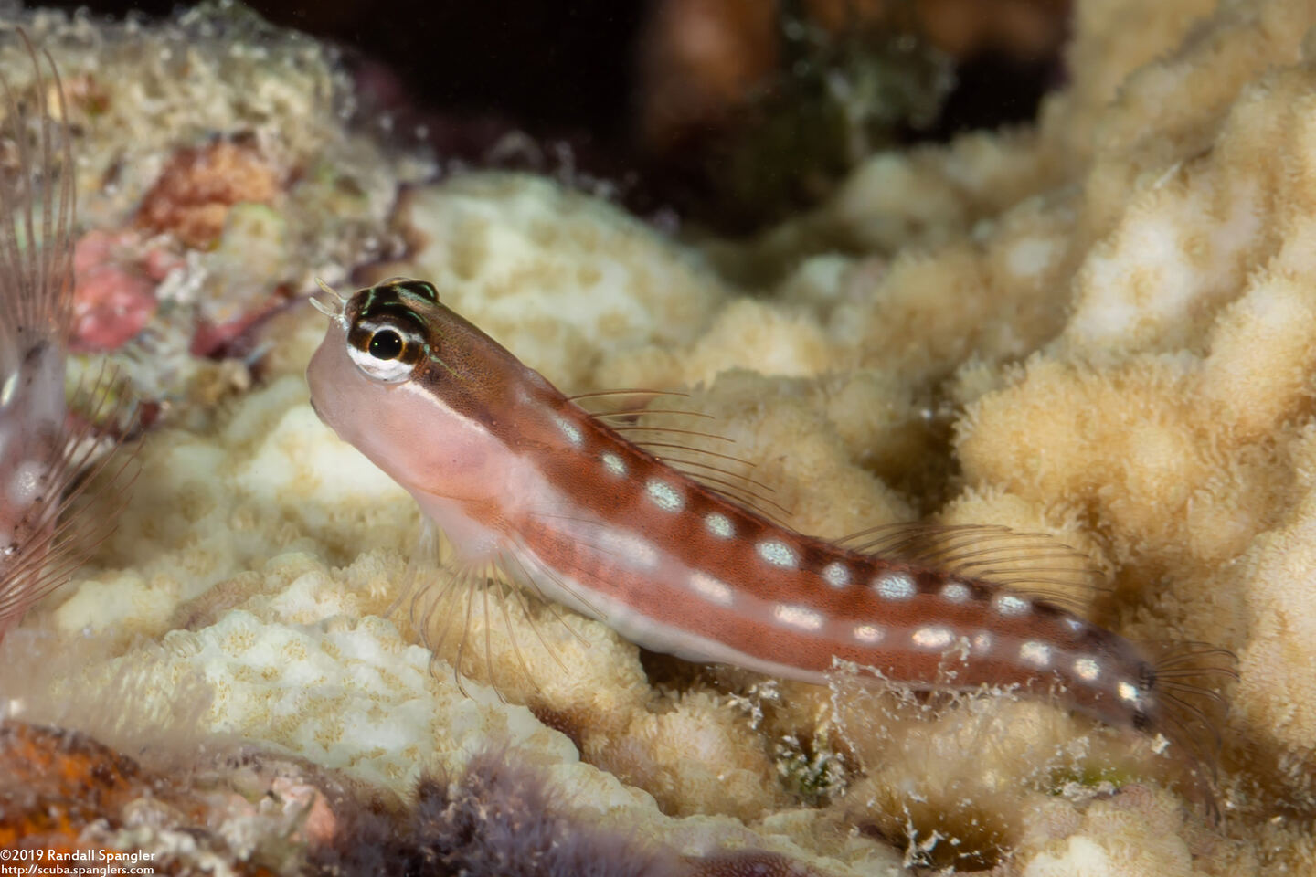 Ecsenius australianus (Australian Coralblenny)
