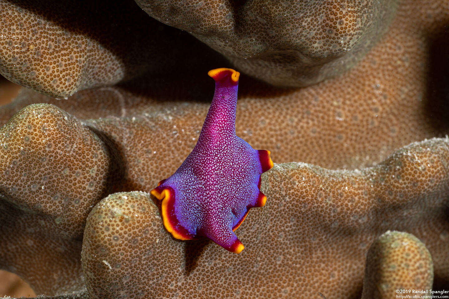 Pseudoceros ferrugineus (Fuchsia Flatworm)
