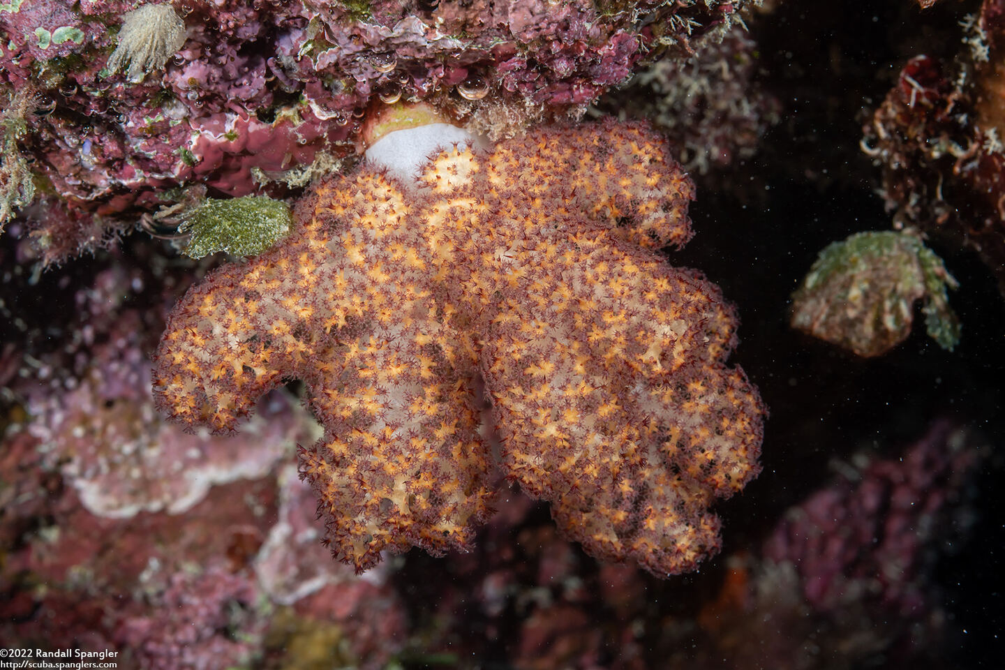 Dendronephthya sp.1 (Dendronephthya)