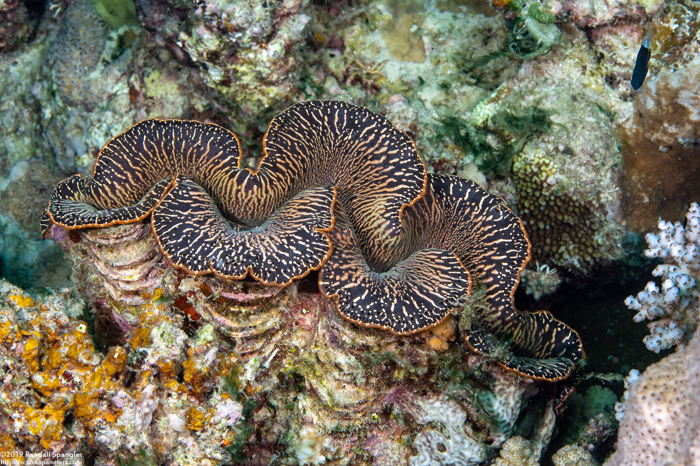 Tridacna crocea (Boring Giant Clam)
