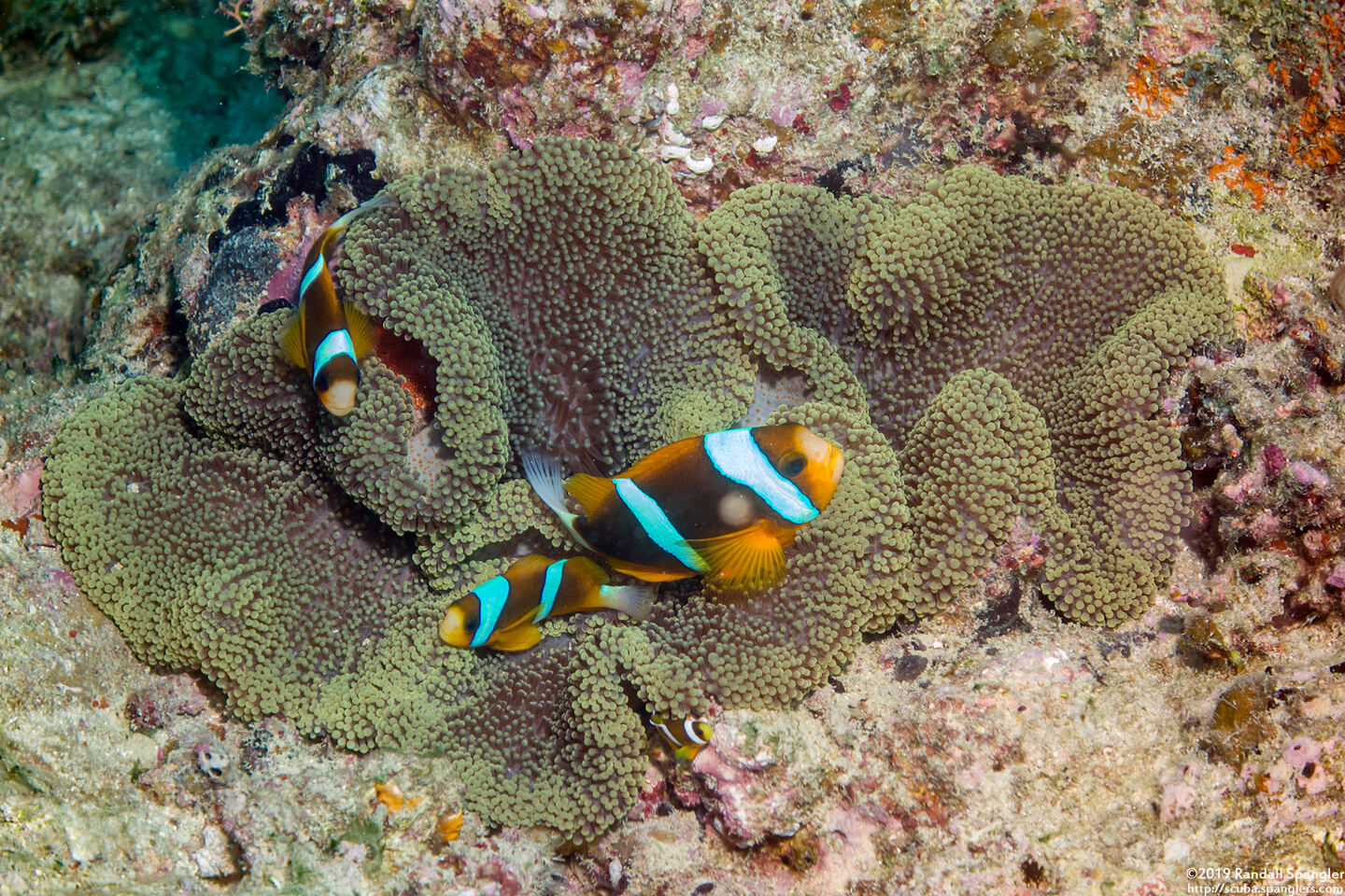 Stichodactyla mertensii (Merten's Carpet Anemone)