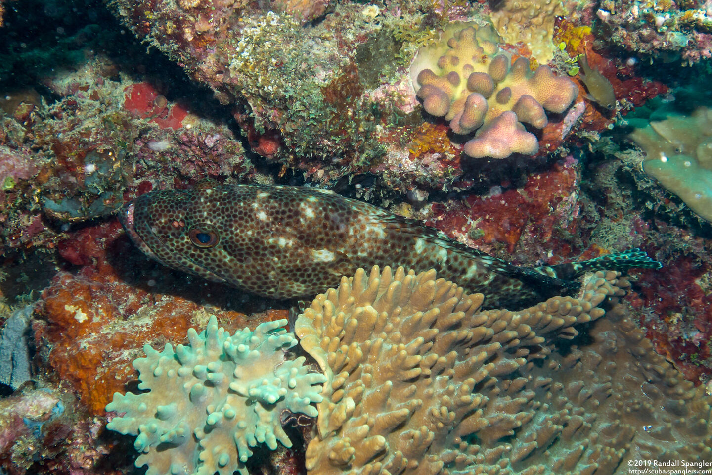 Epinephelus hexagonatus (Hexagon Grouper)