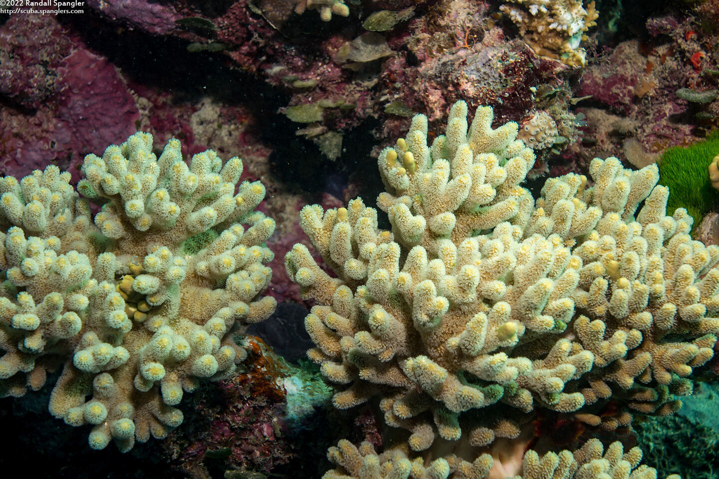 Sinularia sp.1 (Leather Coral)
