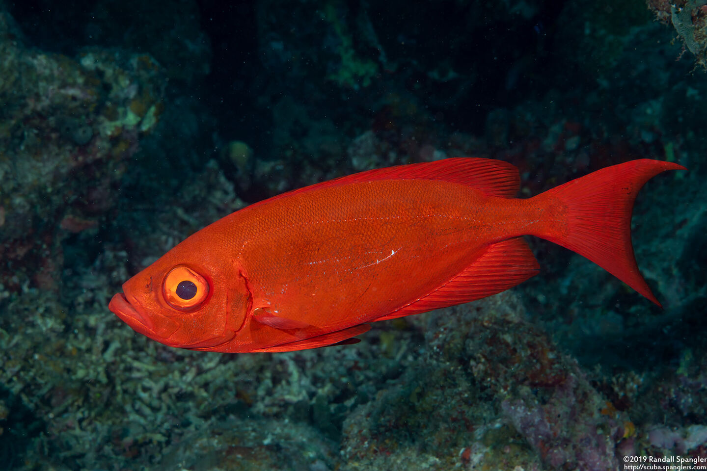Priacanthus hamrur (Crescent-Tail Bigeye)