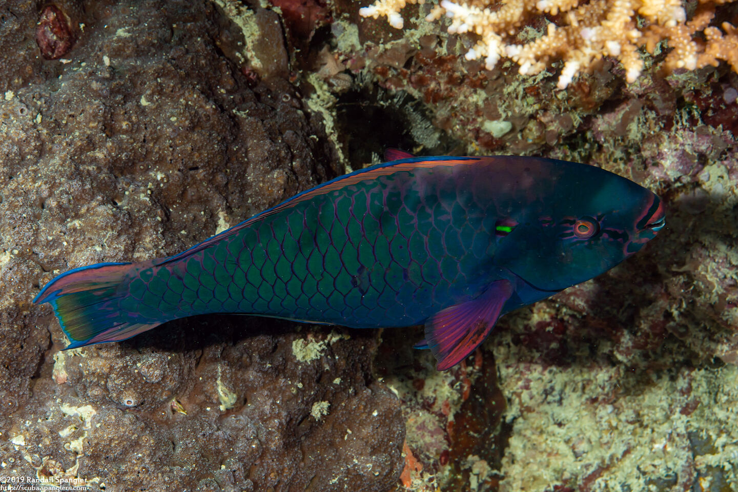 Scarus niger (Dusky Parrotfish)