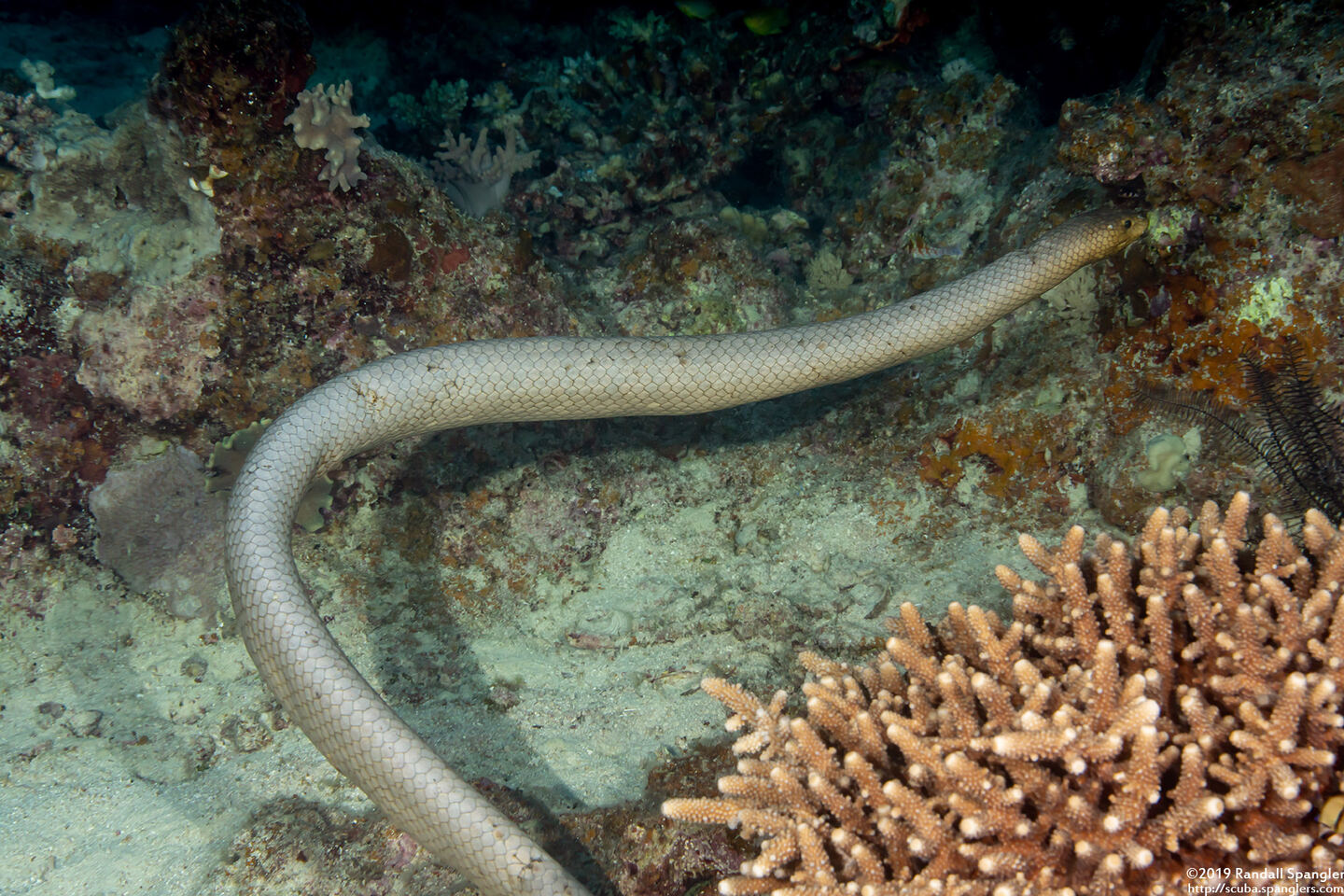 Aipysurus laevis (Olive Sea Snake)