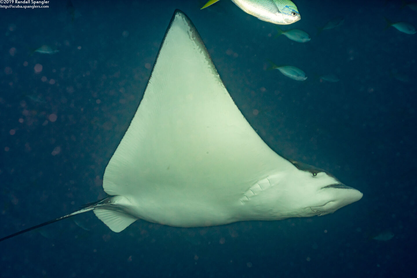 Aetobatus ocellatus (Ocellated Eagle Ray)