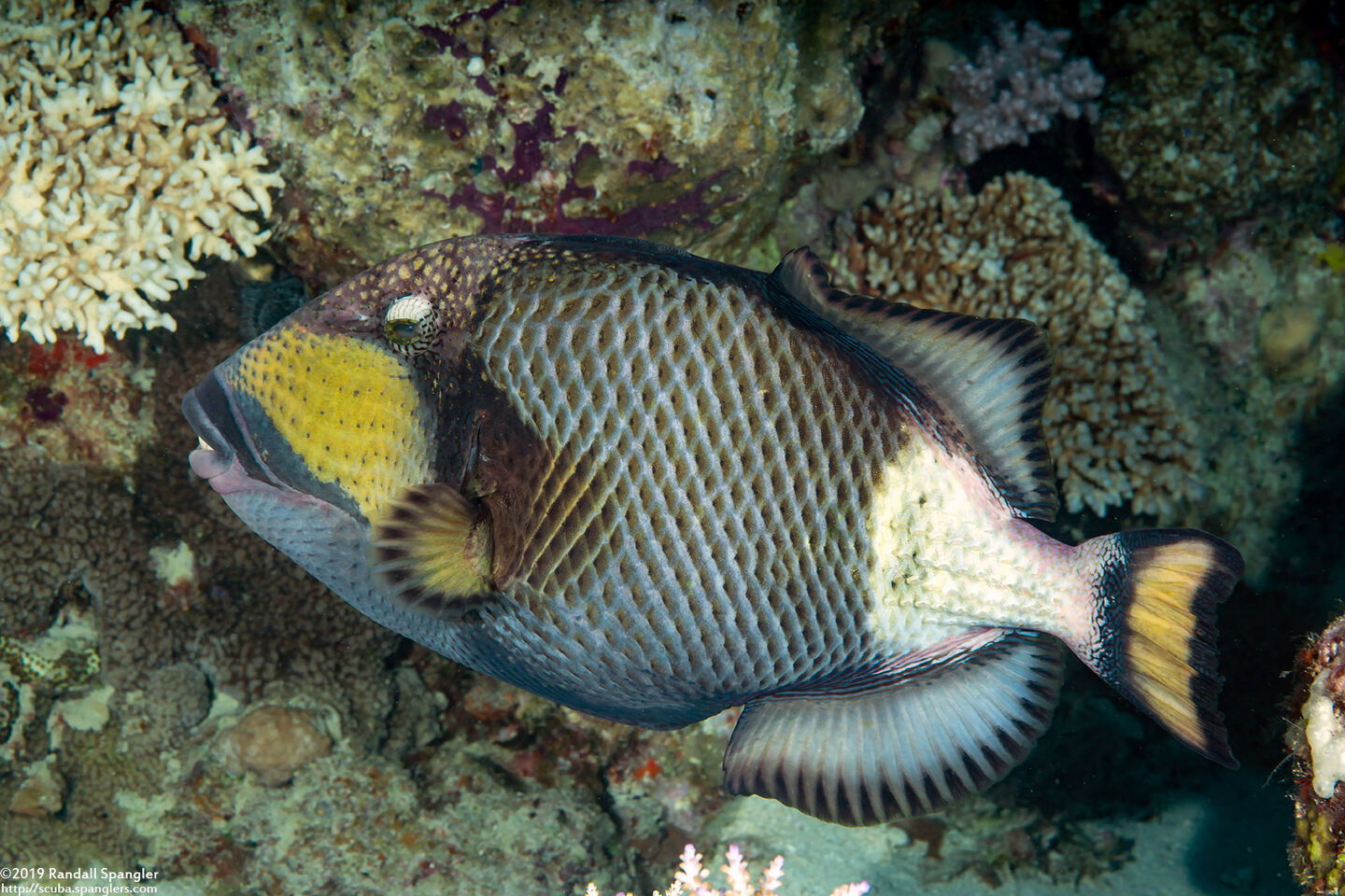 Balistoides viridescens (Titan Triggerfish)