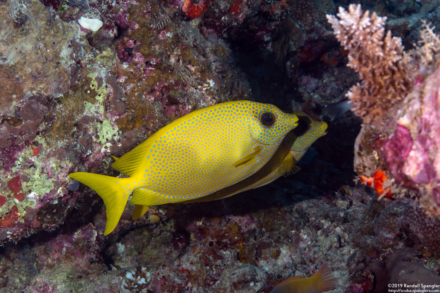 Siganus corallinus (Coral Rabbitfish)