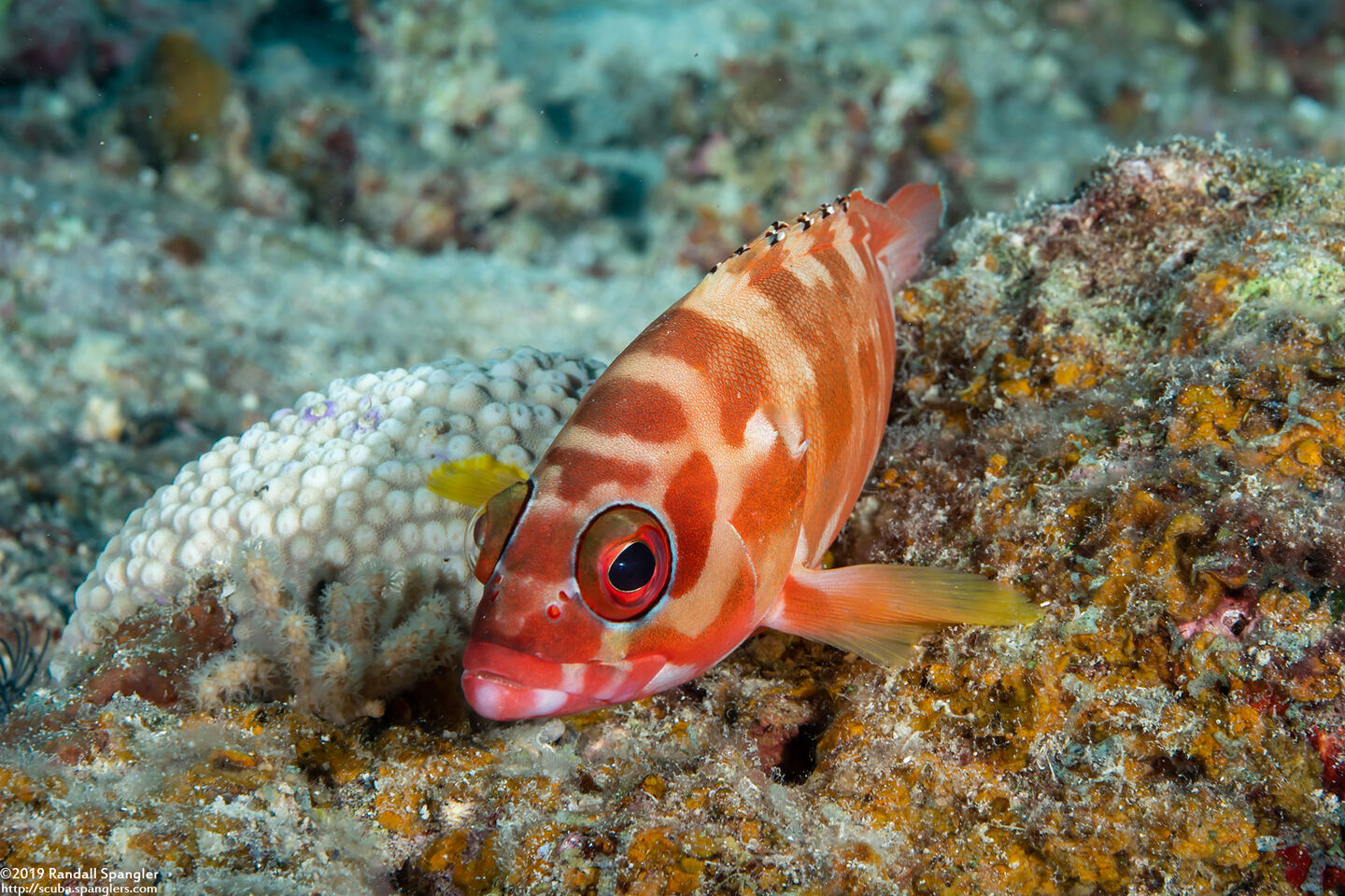 Epinephelus fasciatus (Blacktip Grouper)