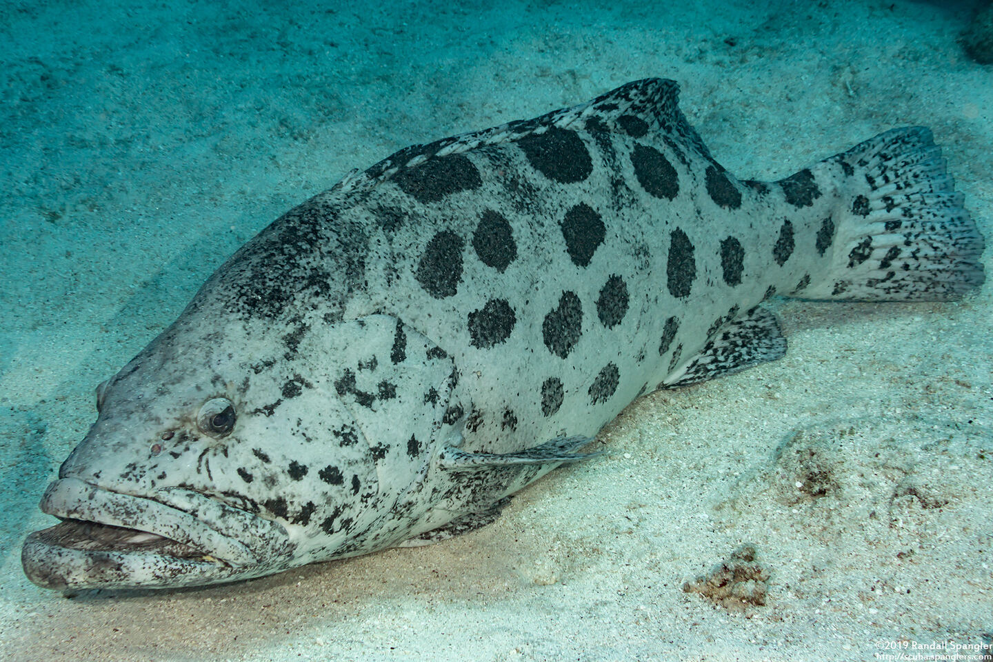 Epinephelus tukula (Potato Grouper)