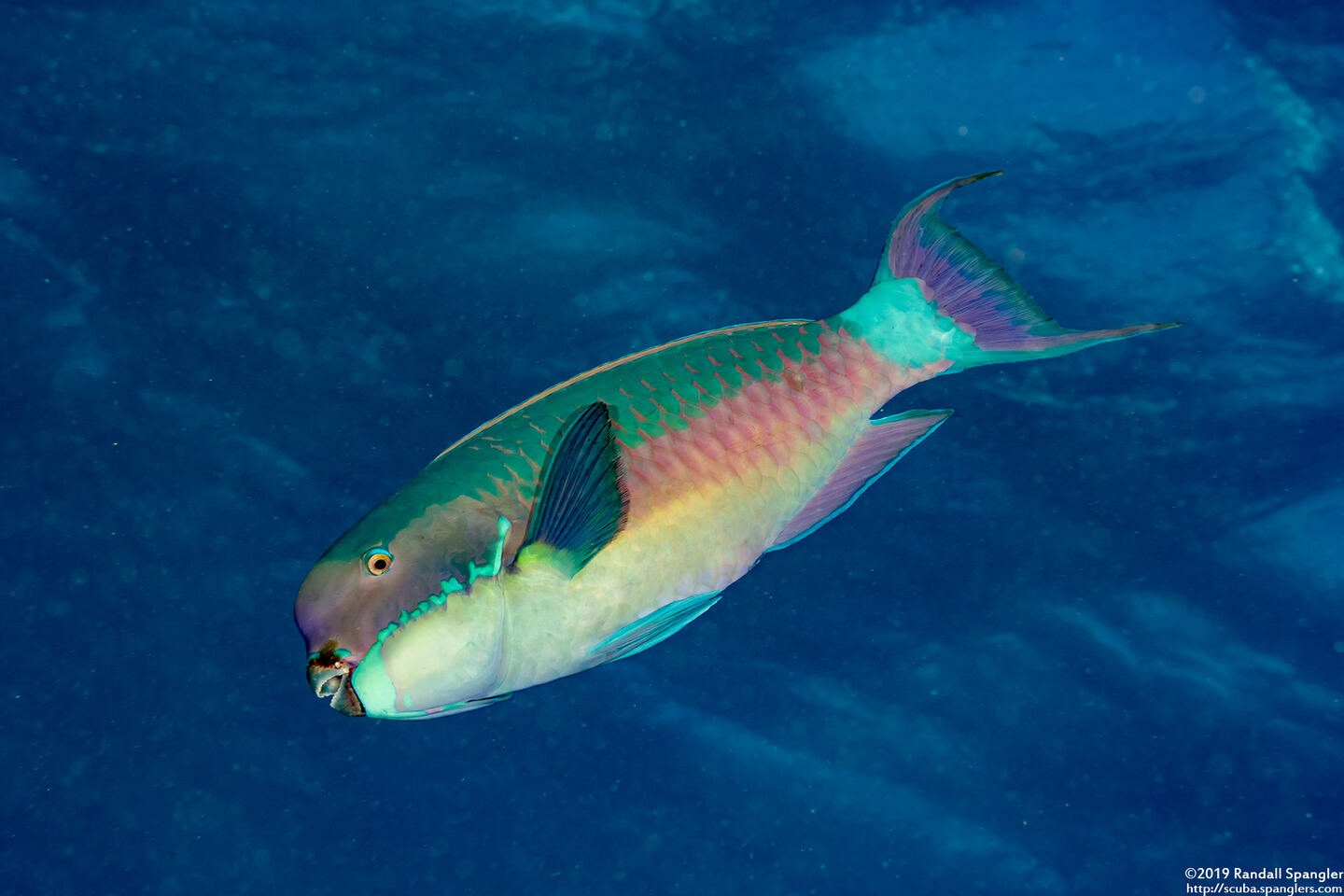 Chlorurus microrhinos (Steephead Parrotfish)