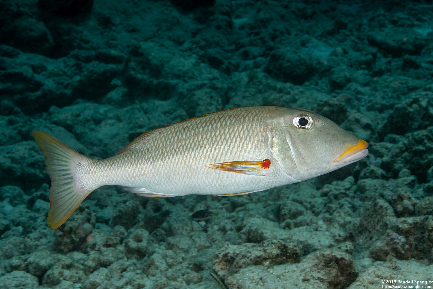 Lethrinus xanthochilus (Yellowlip Emperor)