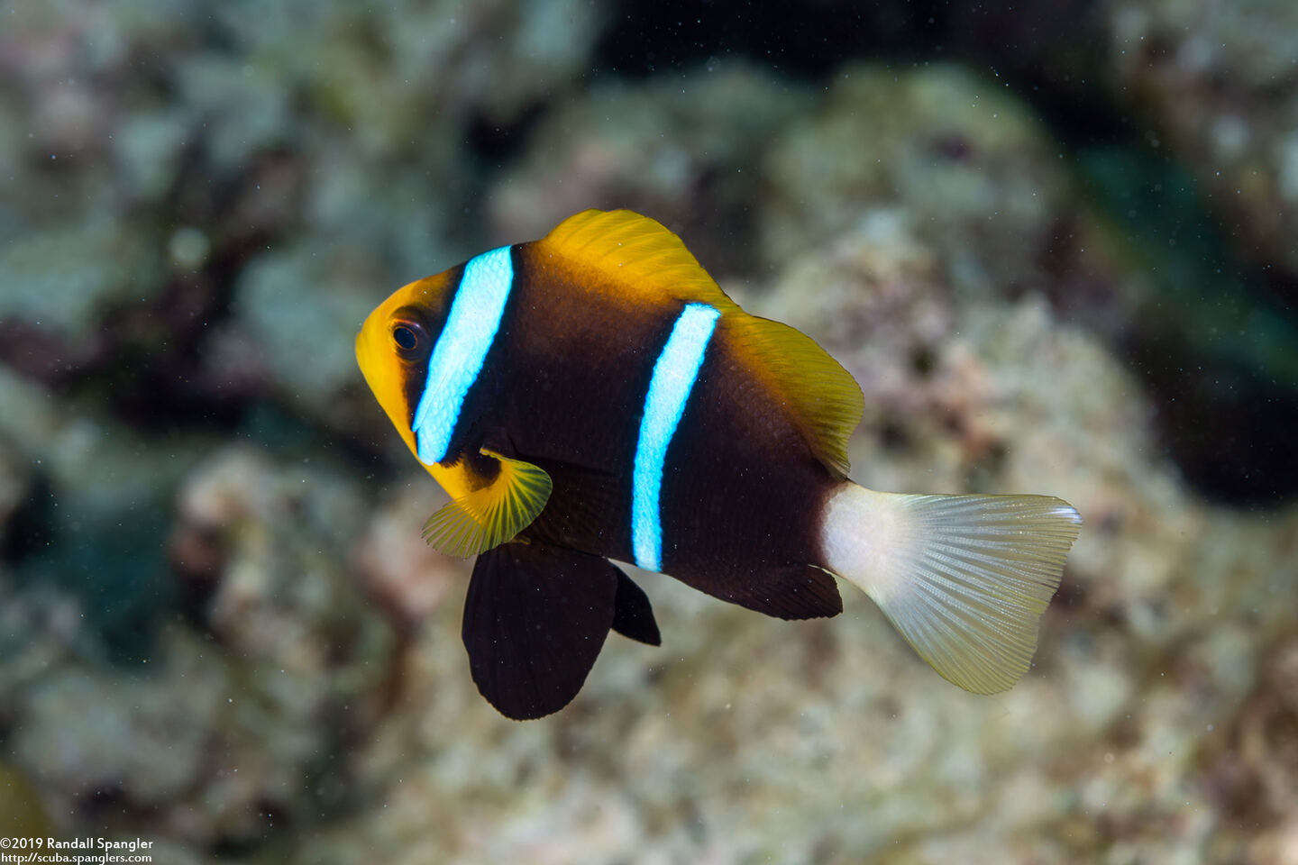 Amphiprion chrysopterus (Orangefin Anemonefish)