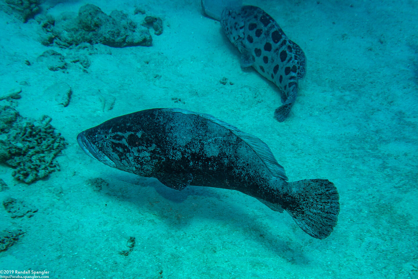 Epinephelus tukula (Potato Grouper)